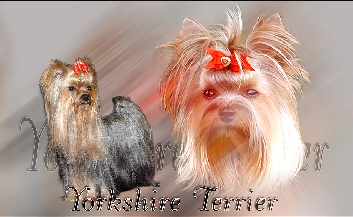 Yorkshire Terrier