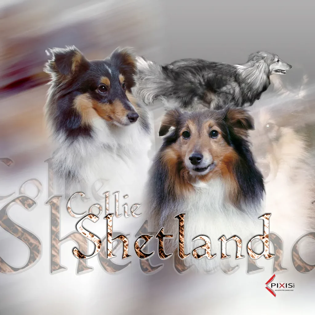 plaque attention chien berger des shetland