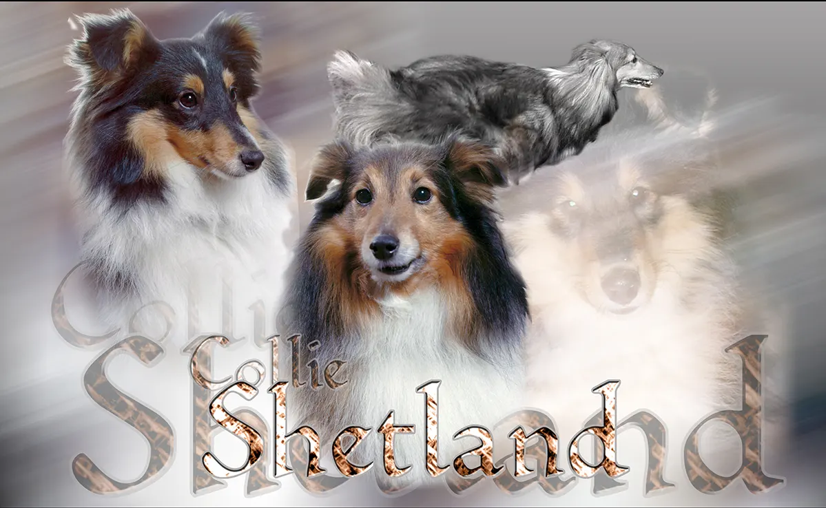 Berger Des Shetland