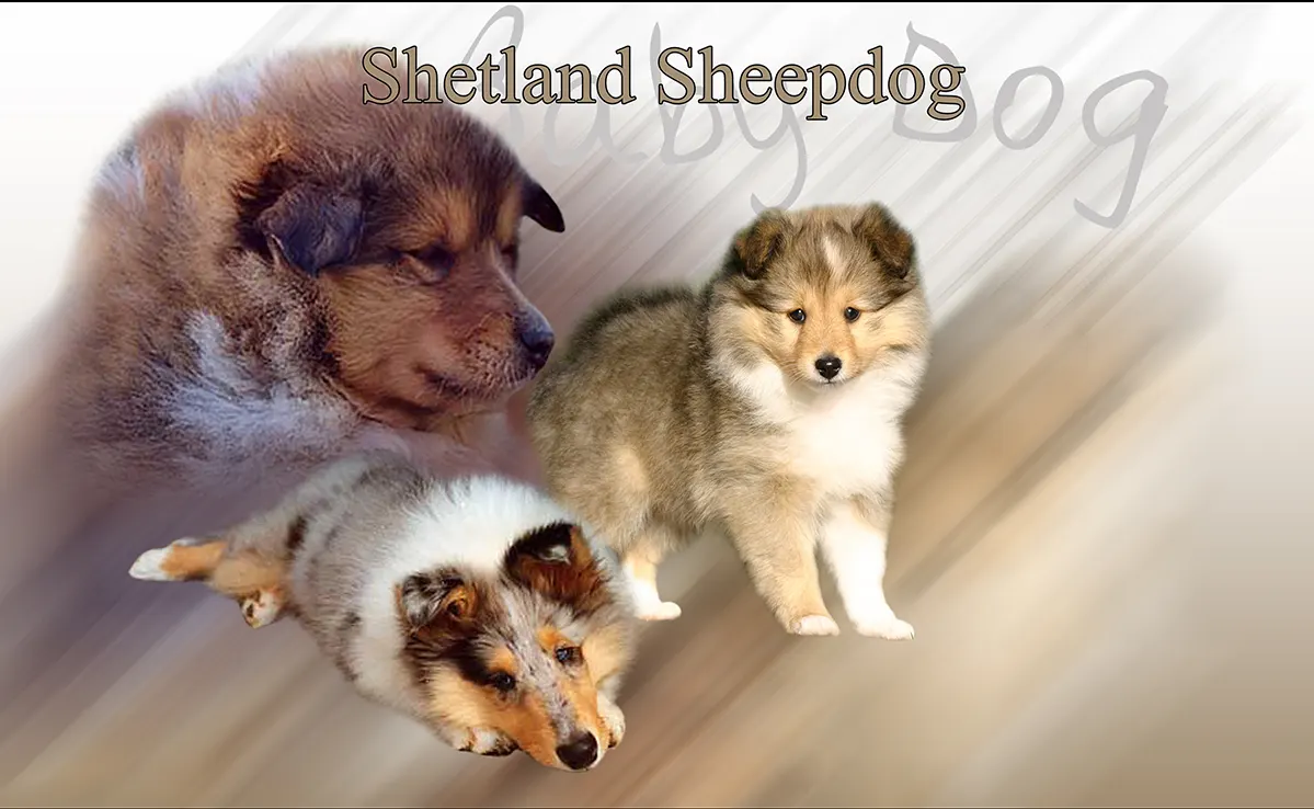 Berger Des Shetland
