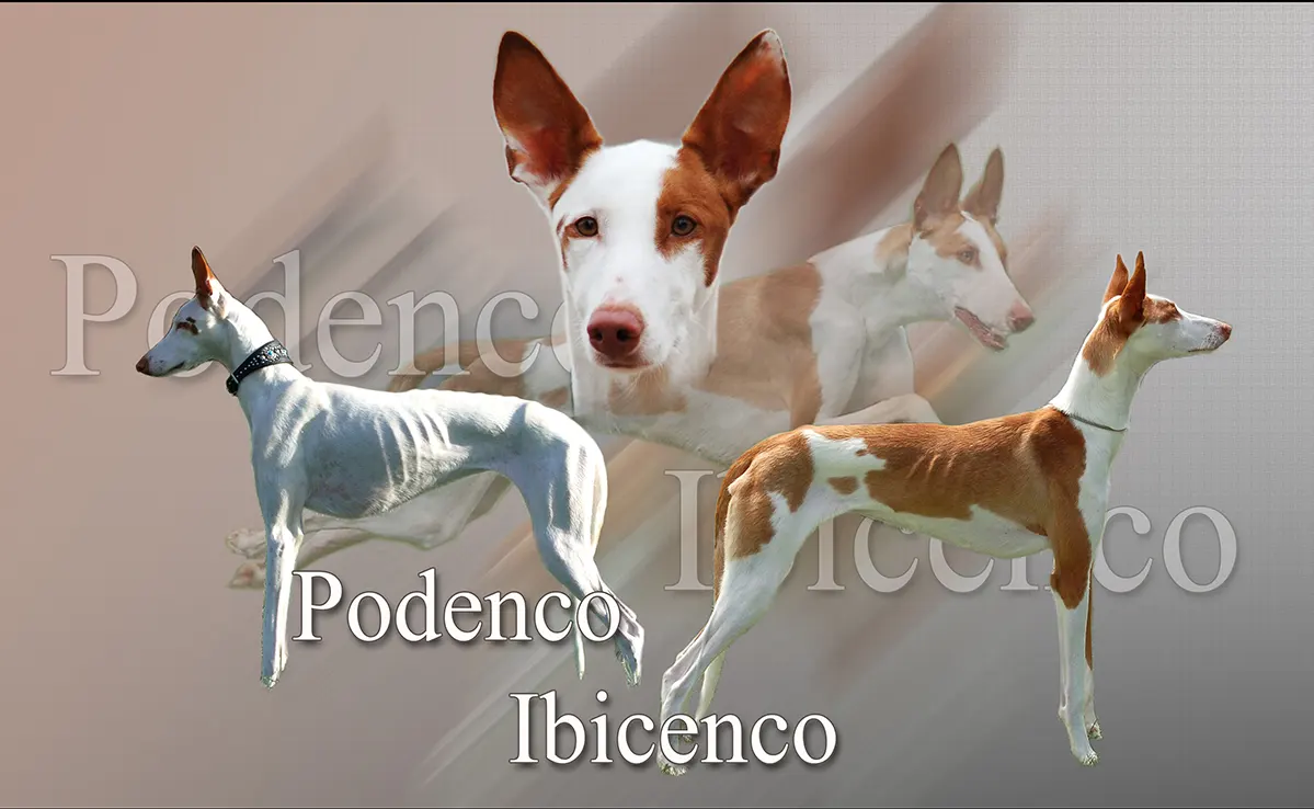 Podenco Ibicenco