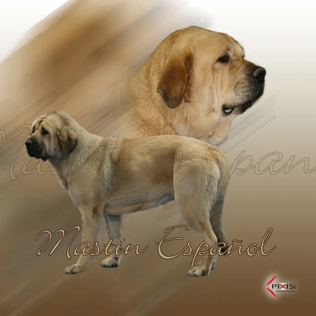 plaque attention chien matin espagnol