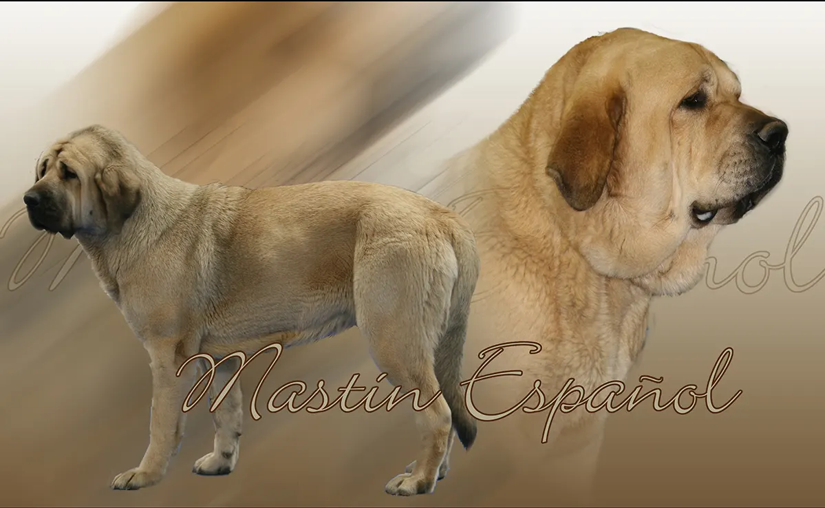 Matin Espagnol