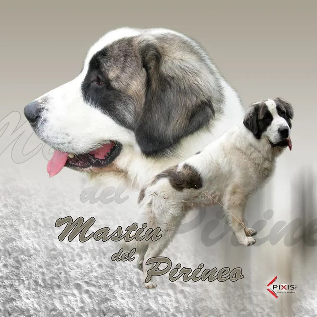 plaque attention chien matin des pyrenees