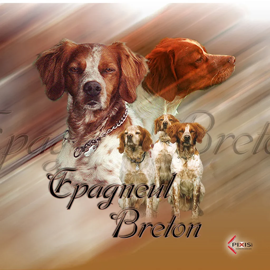 plaque attention chien epagneul breton