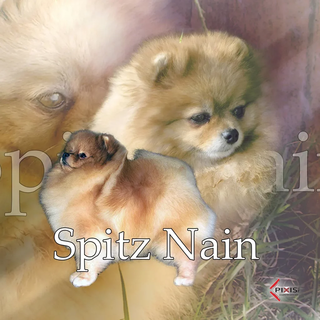 plaque attention chien pomeranian