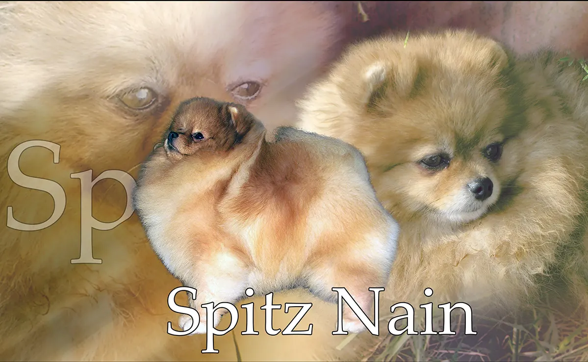 Pomeranian