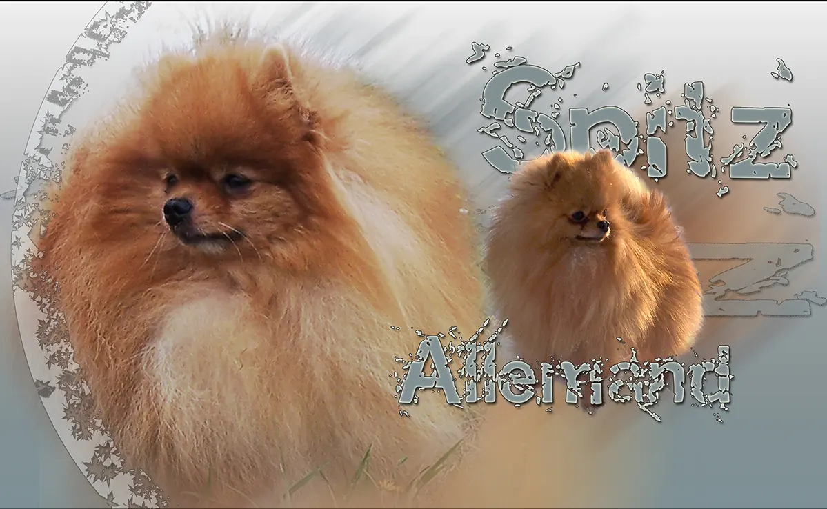 Pomeranian