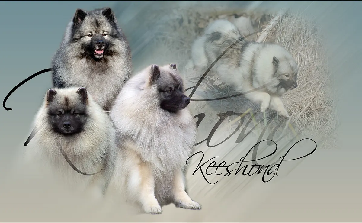 Pomeranian