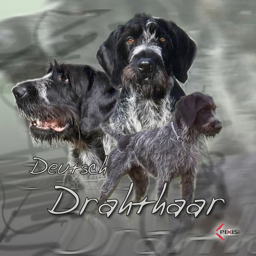 Drahthaars plaque attention chien drahthaars