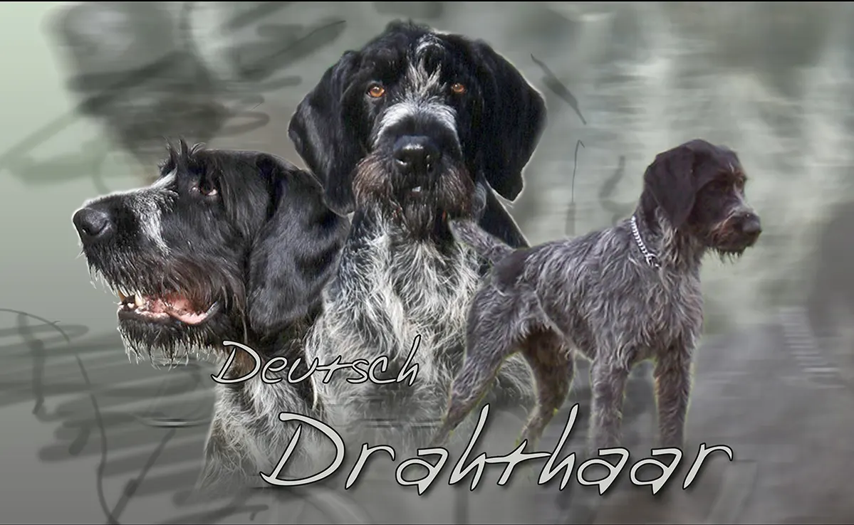 Drahthaars