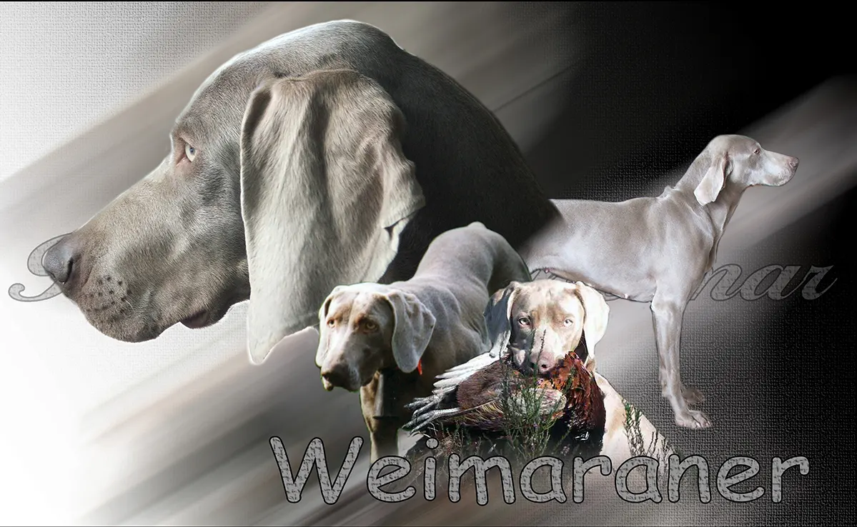 Braque De Weimar