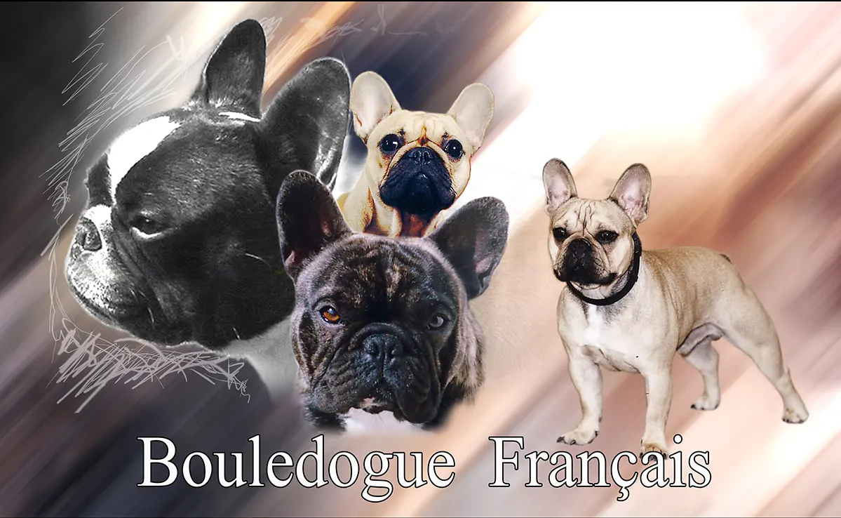 Bouledogue Francais