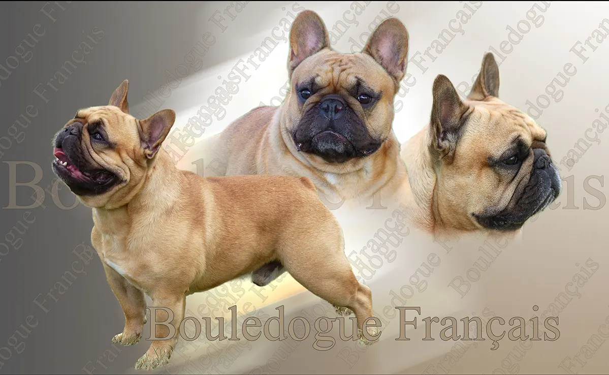Bouledogue Francais