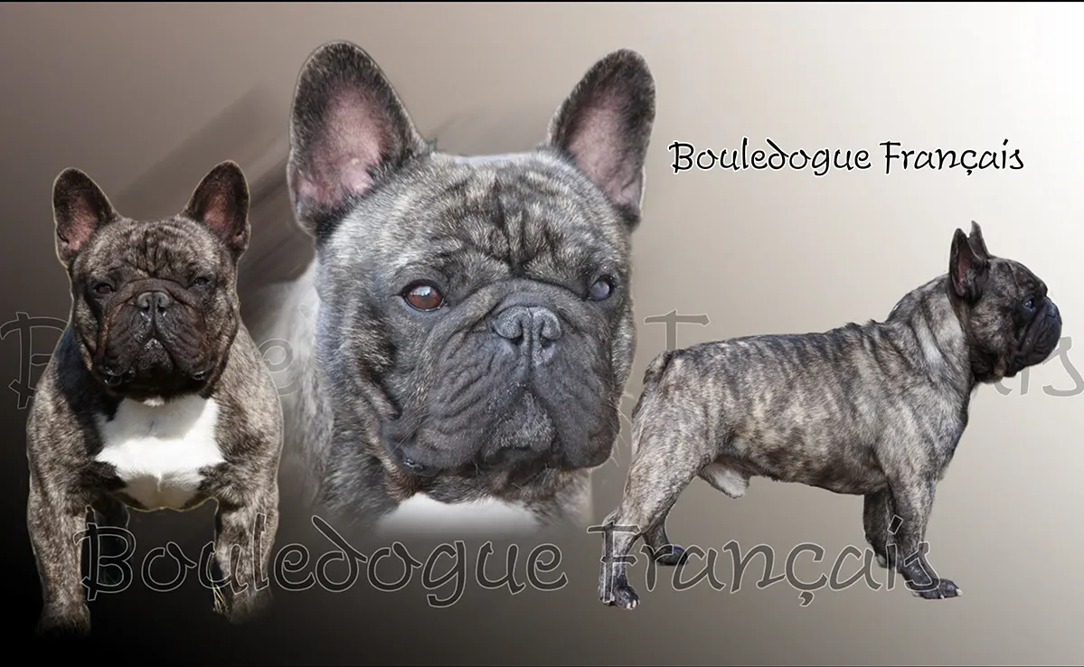Bouledogue Francais