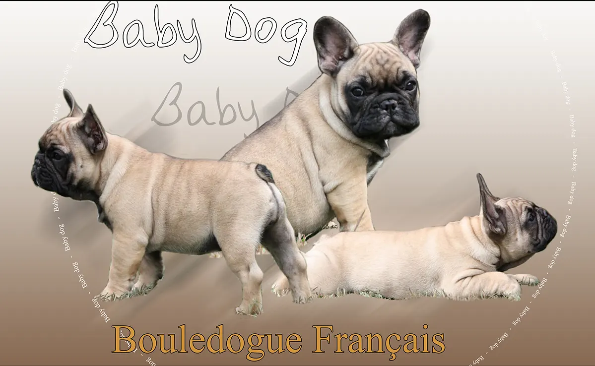 Bouledogue Francais