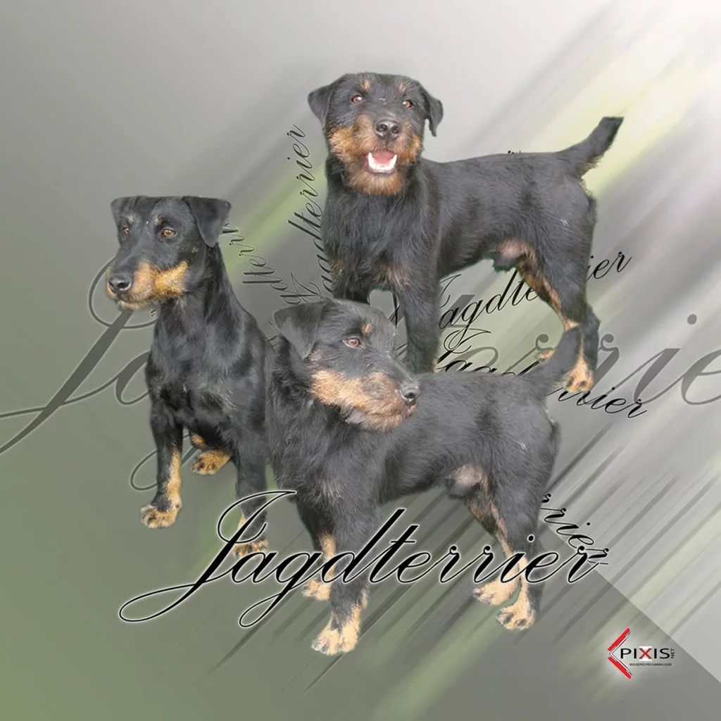 plaque attention chien jagd terrier