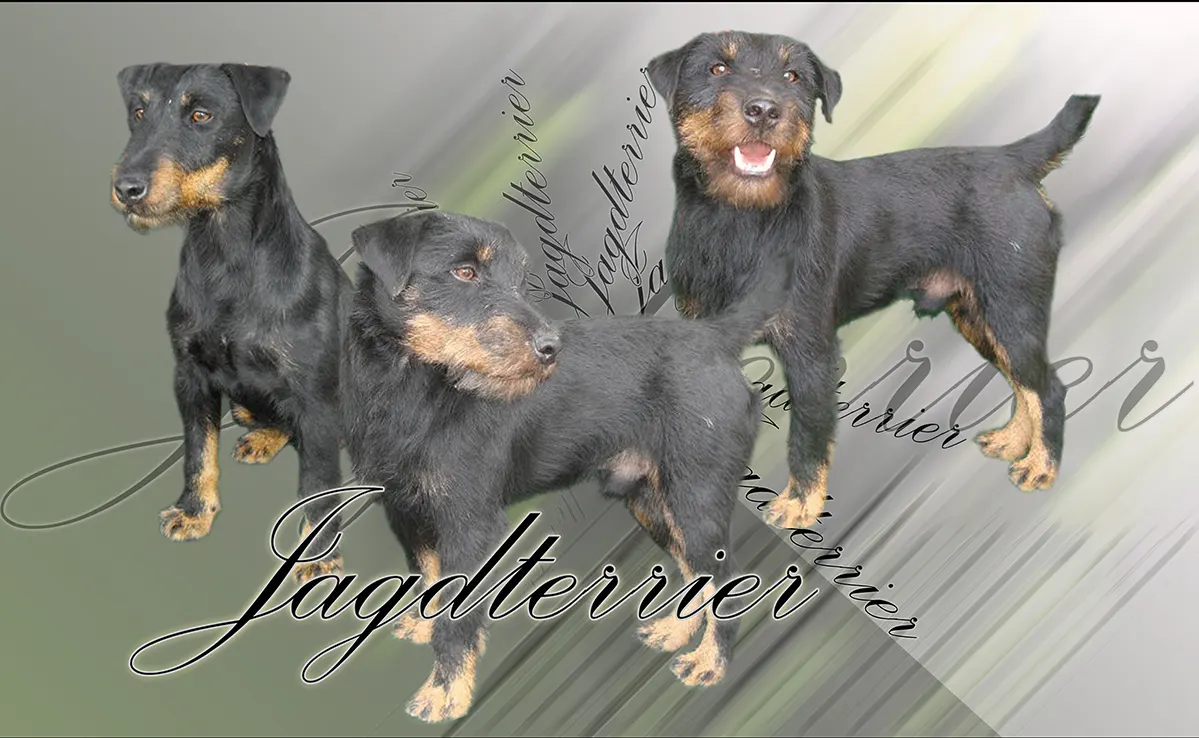 Jagd Terrier