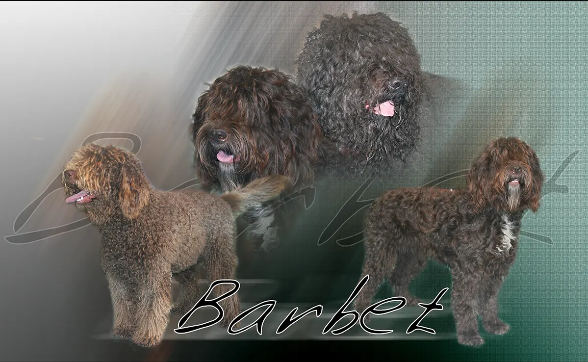 Barbet