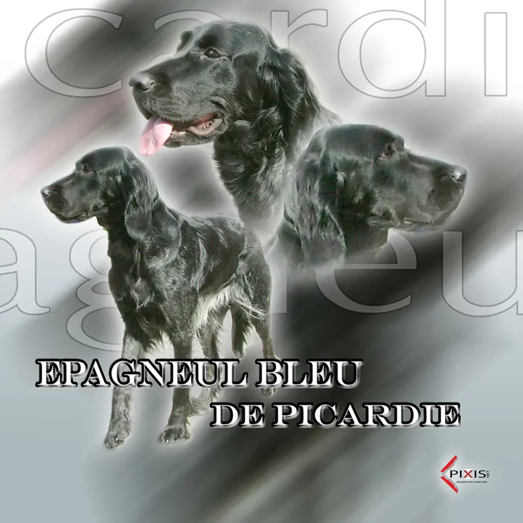 plaque attention chien epagneul bleu de picardie