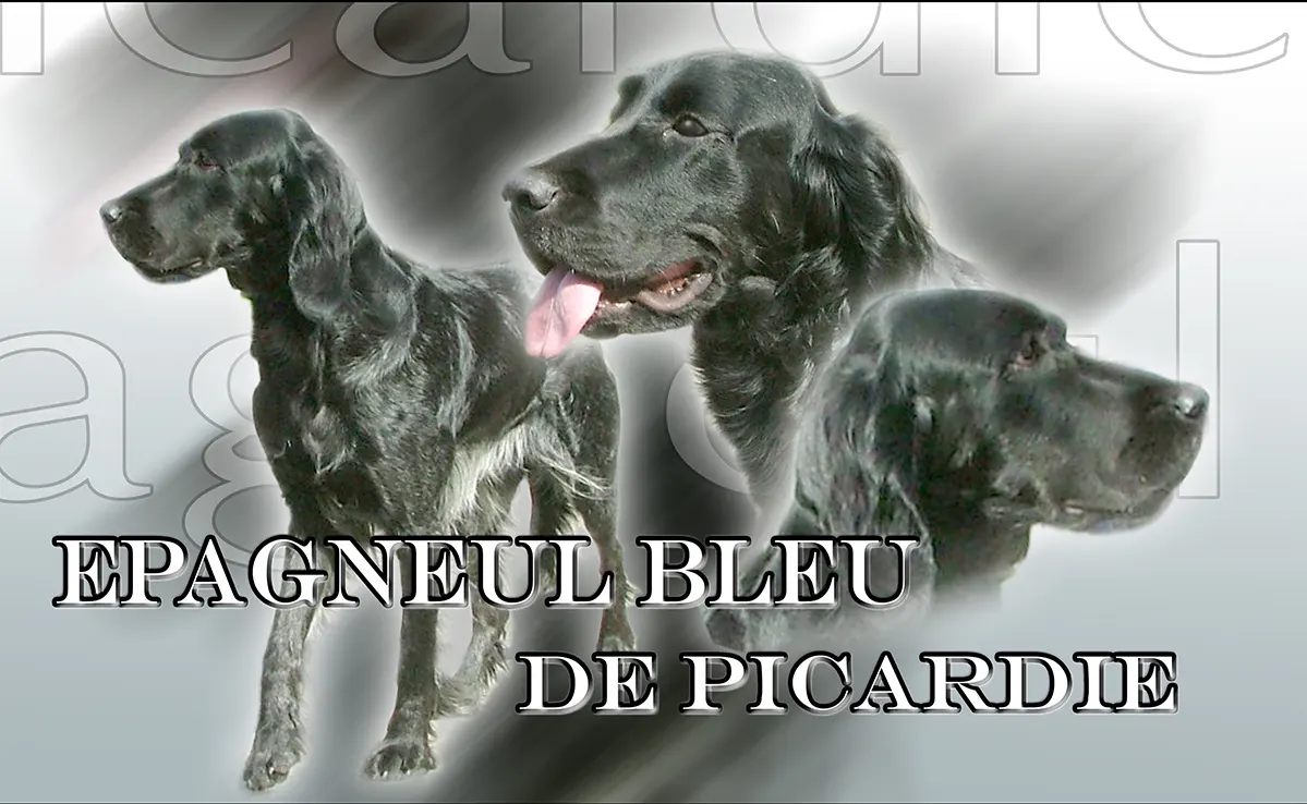 Epagneul Bleu De Picardie