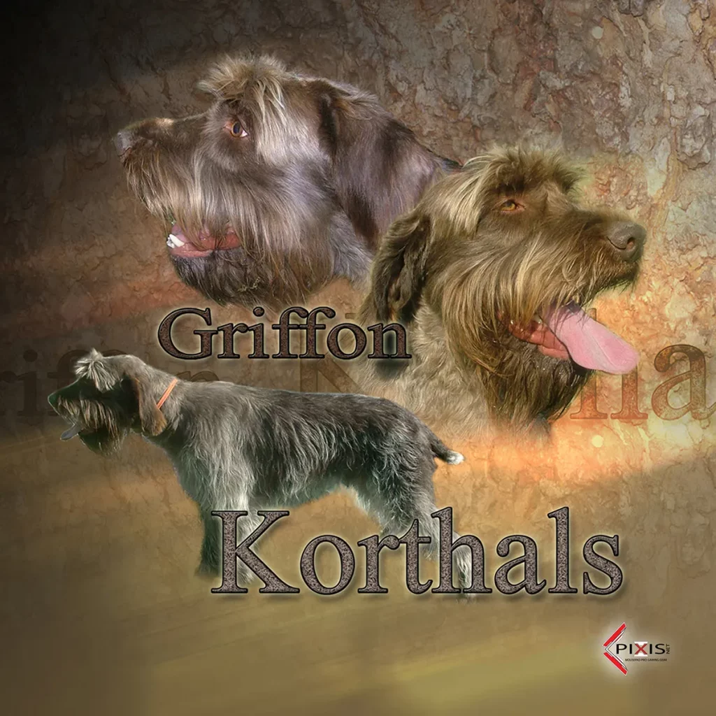 plaque attention chien griffon korthal