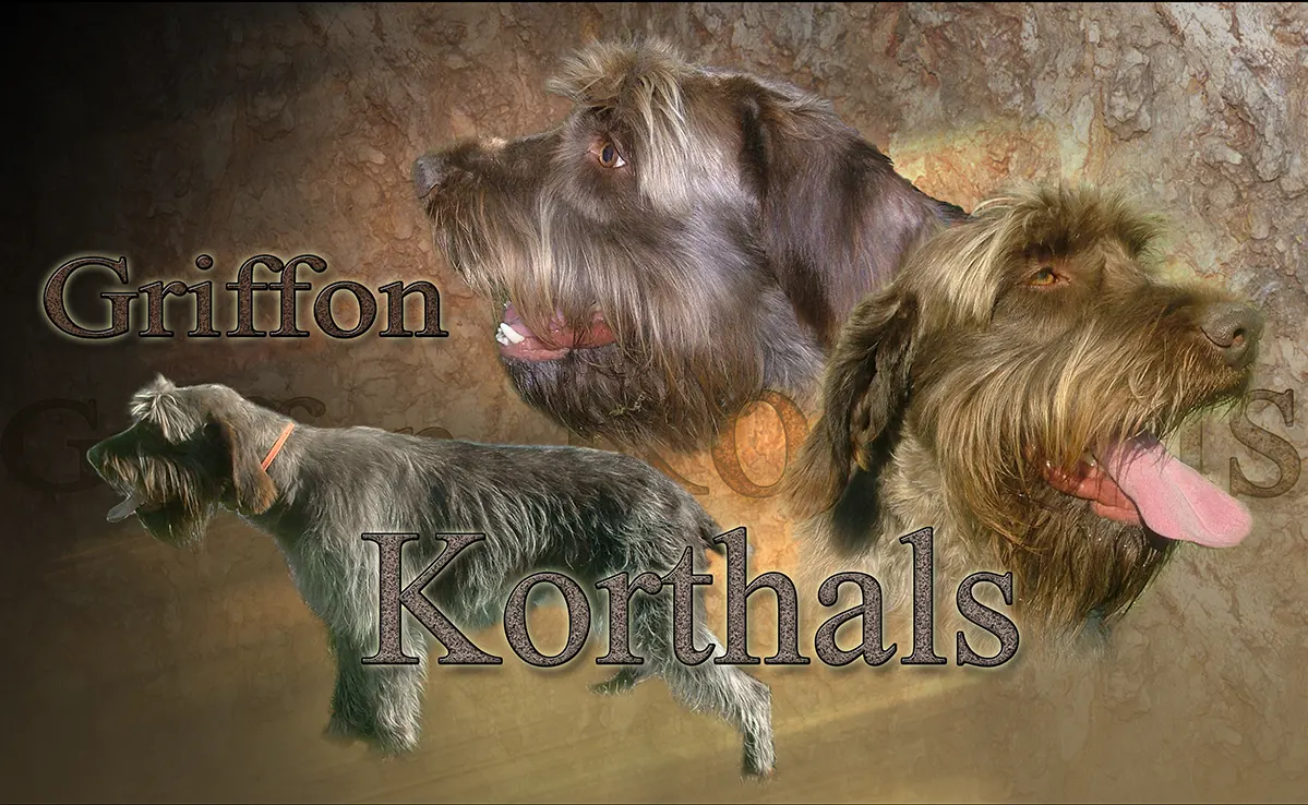 Griffon Korthal