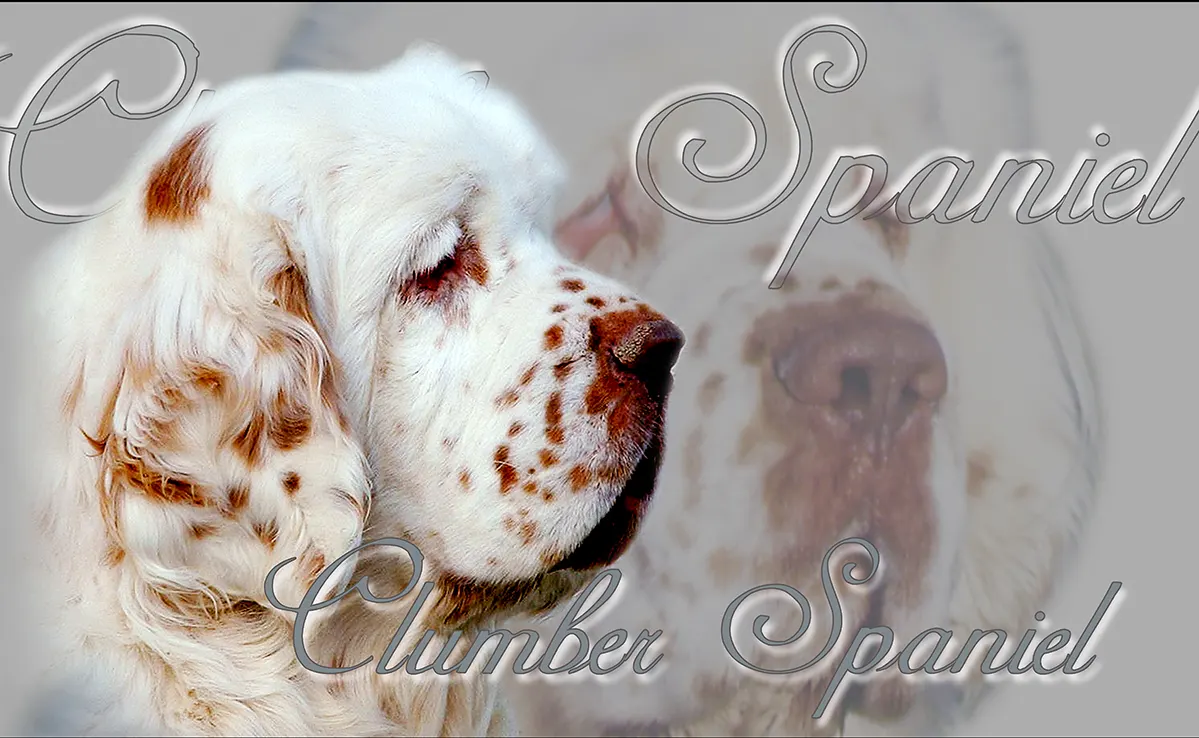 Clumber Spaniel