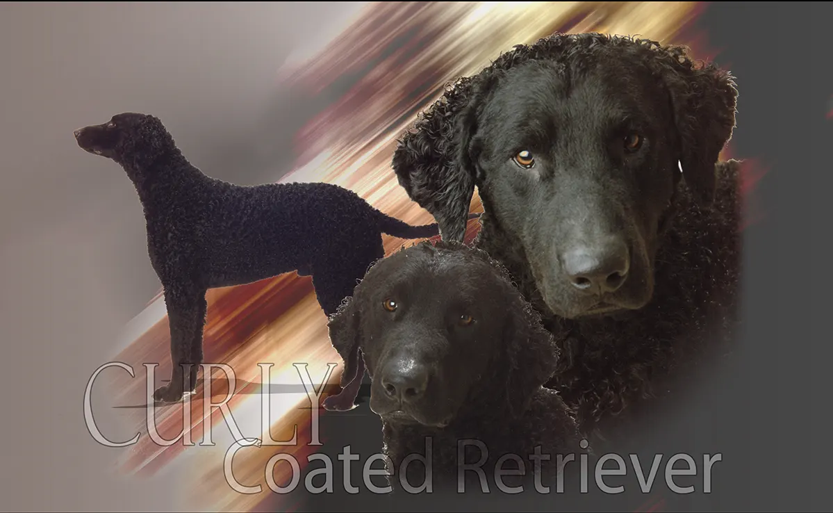 Curly Cooated Retriever
