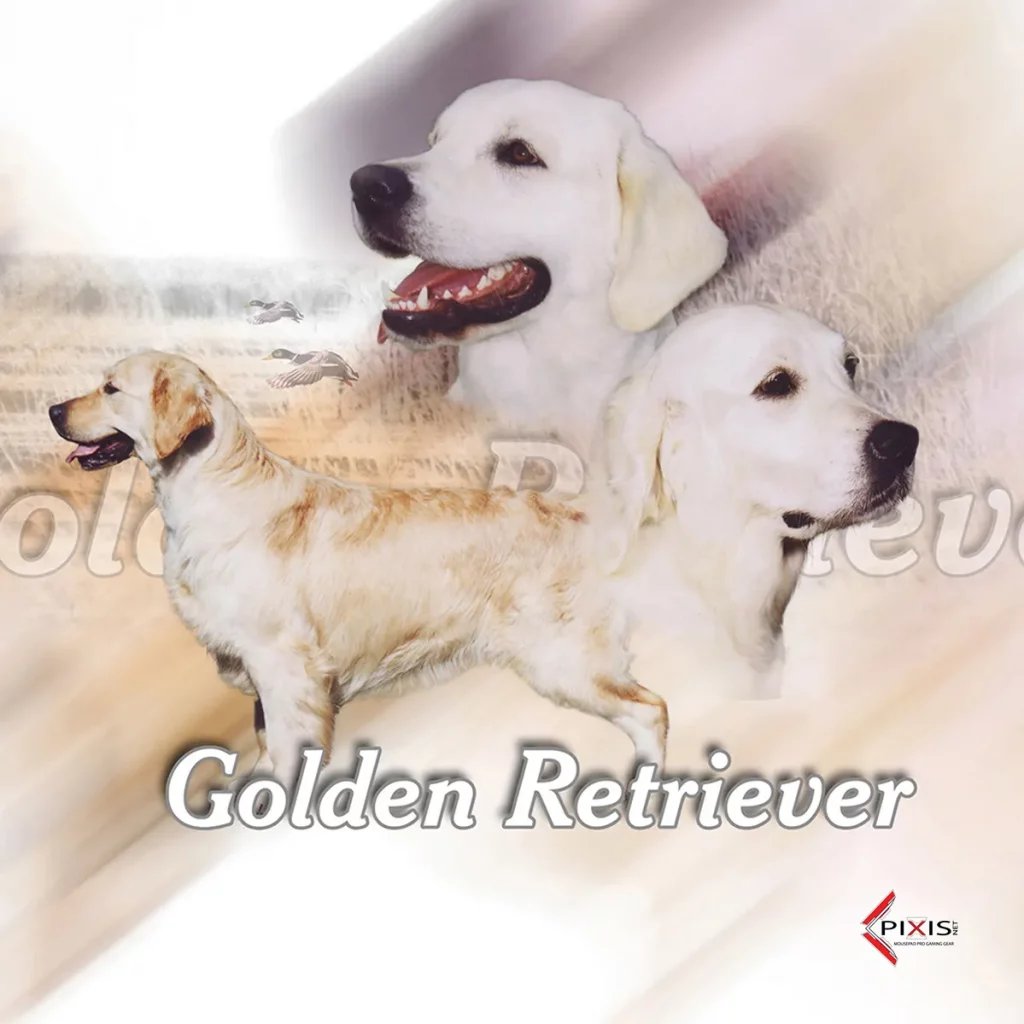 plaque attention chien golden retriever