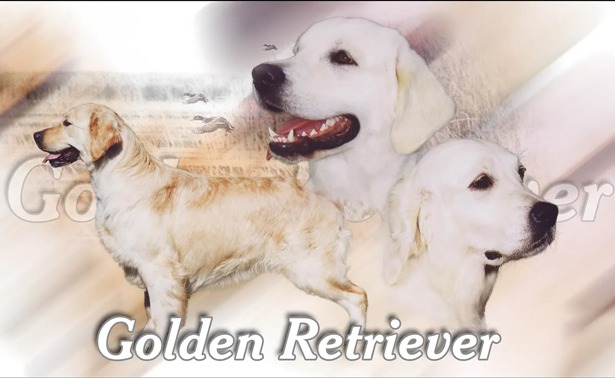Golden Retriever