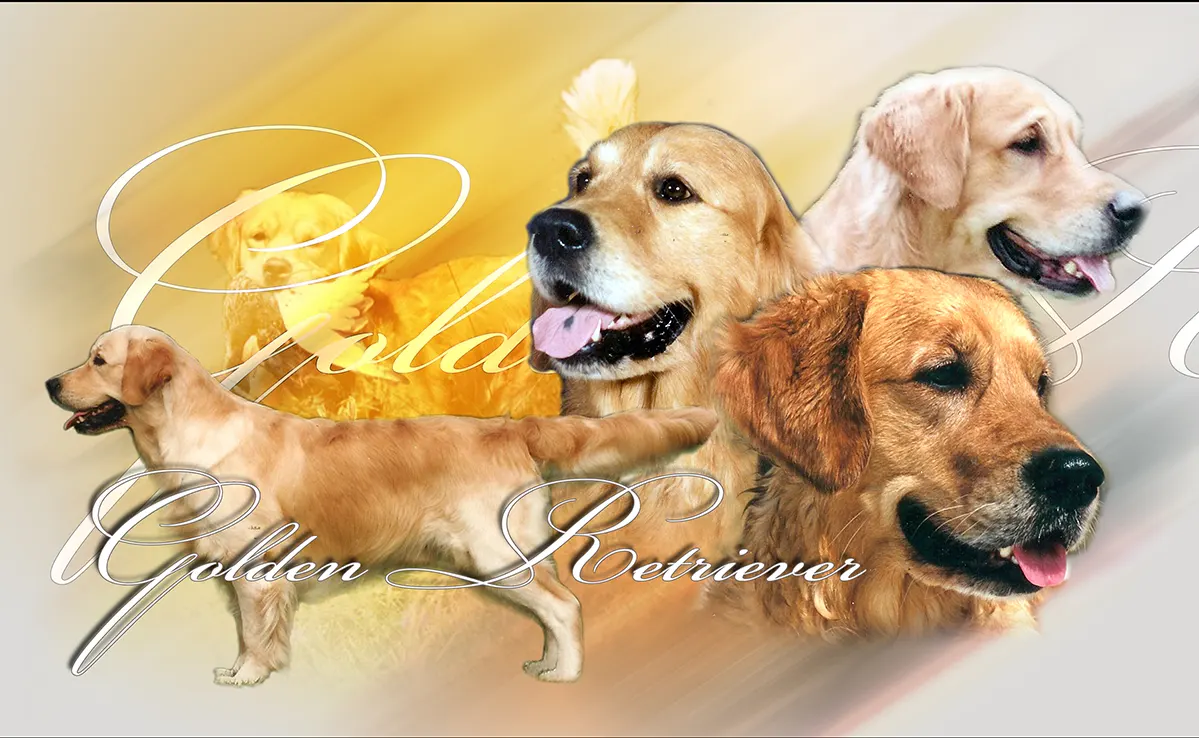 Golden Retriever