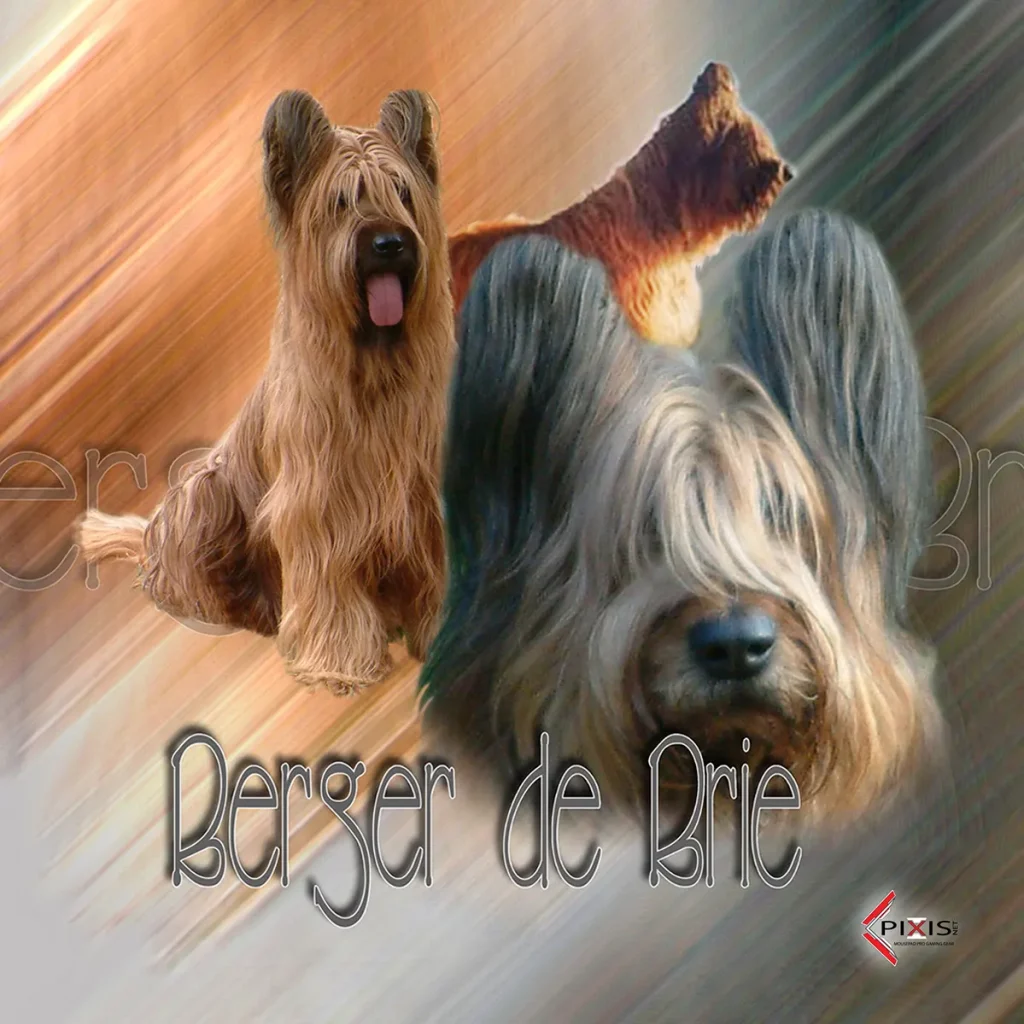 Berger De Brie plaque attention chien berger de brie