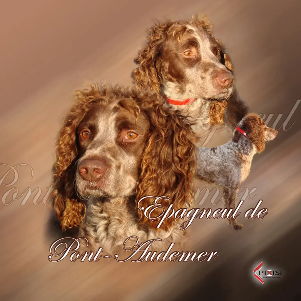 plaque attention chien epagneul de pont audemer