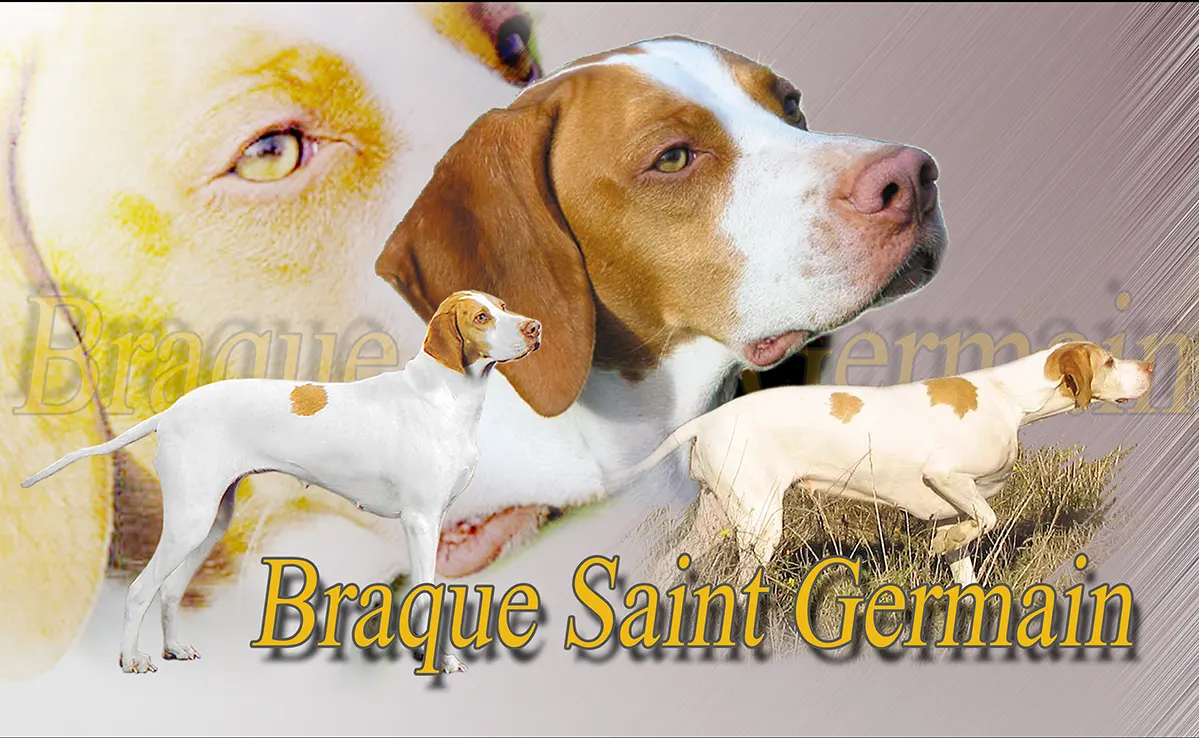 Braque Saint Germain