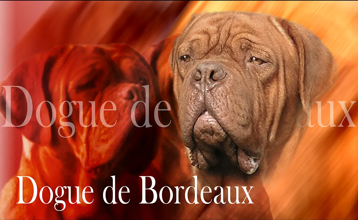Dogue De Bordeaux