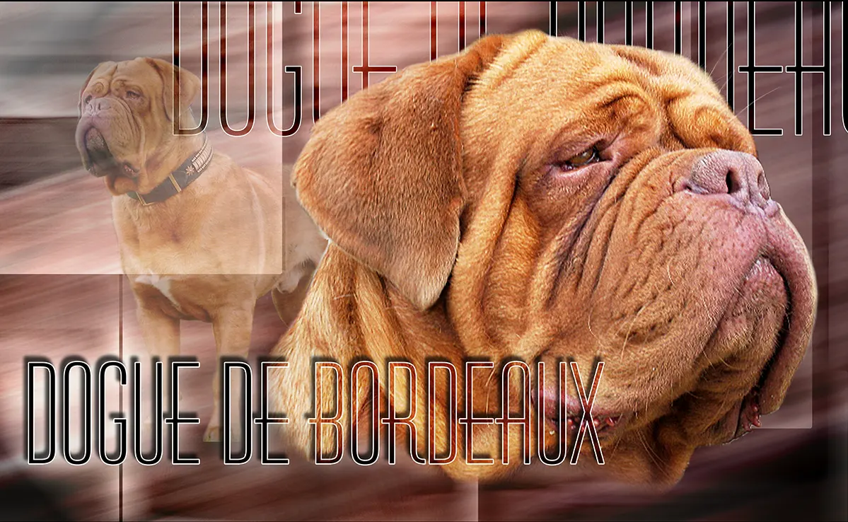 Dogue De Bordeaux