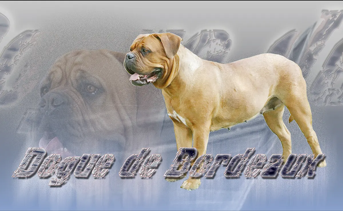 Dogue De Bordeaux