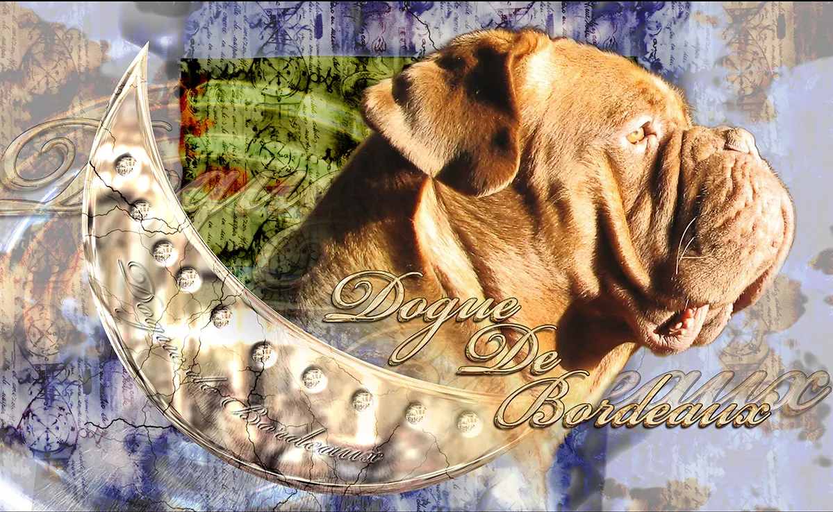 Dogue De Bordeaux
