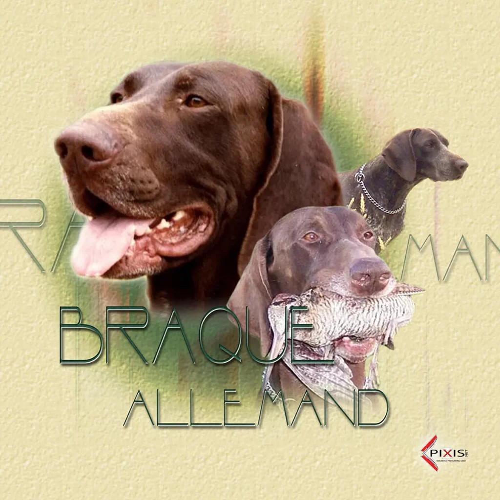Braque Allemand plaque attention chien braque allemand