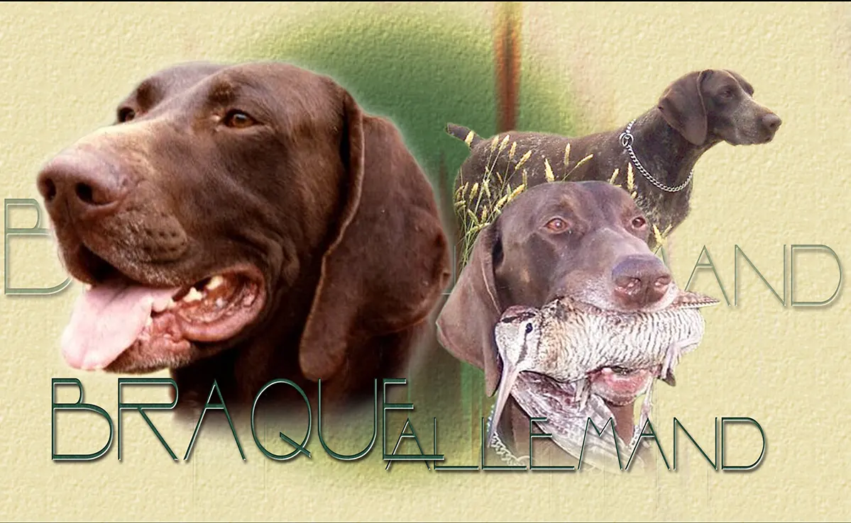 Braque Allemand