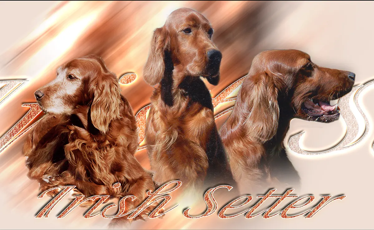 Setter Irlandais