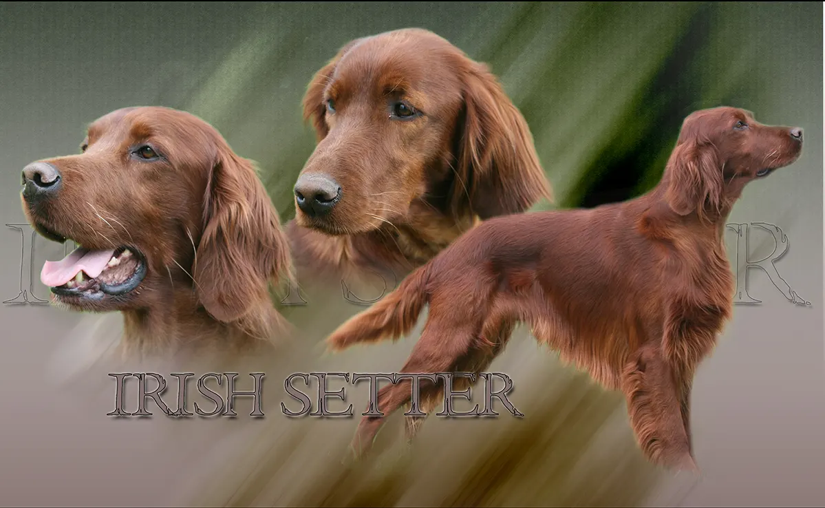 Setter Irlandais
