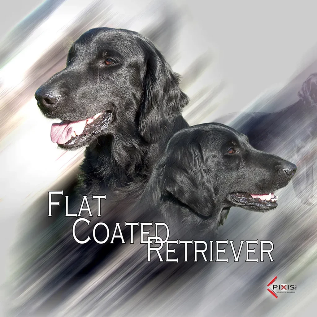 Flat Coat plaque attention chien flat coat