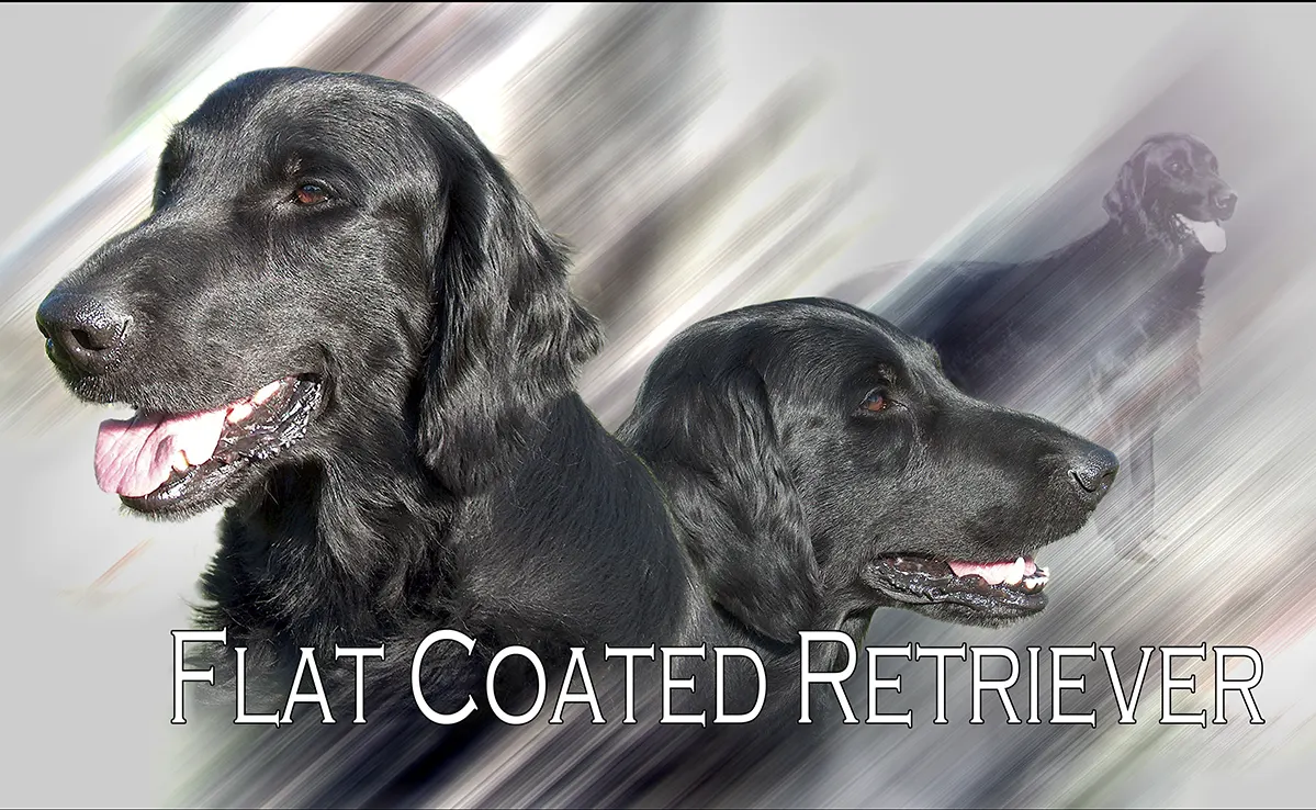 Flat Coat
