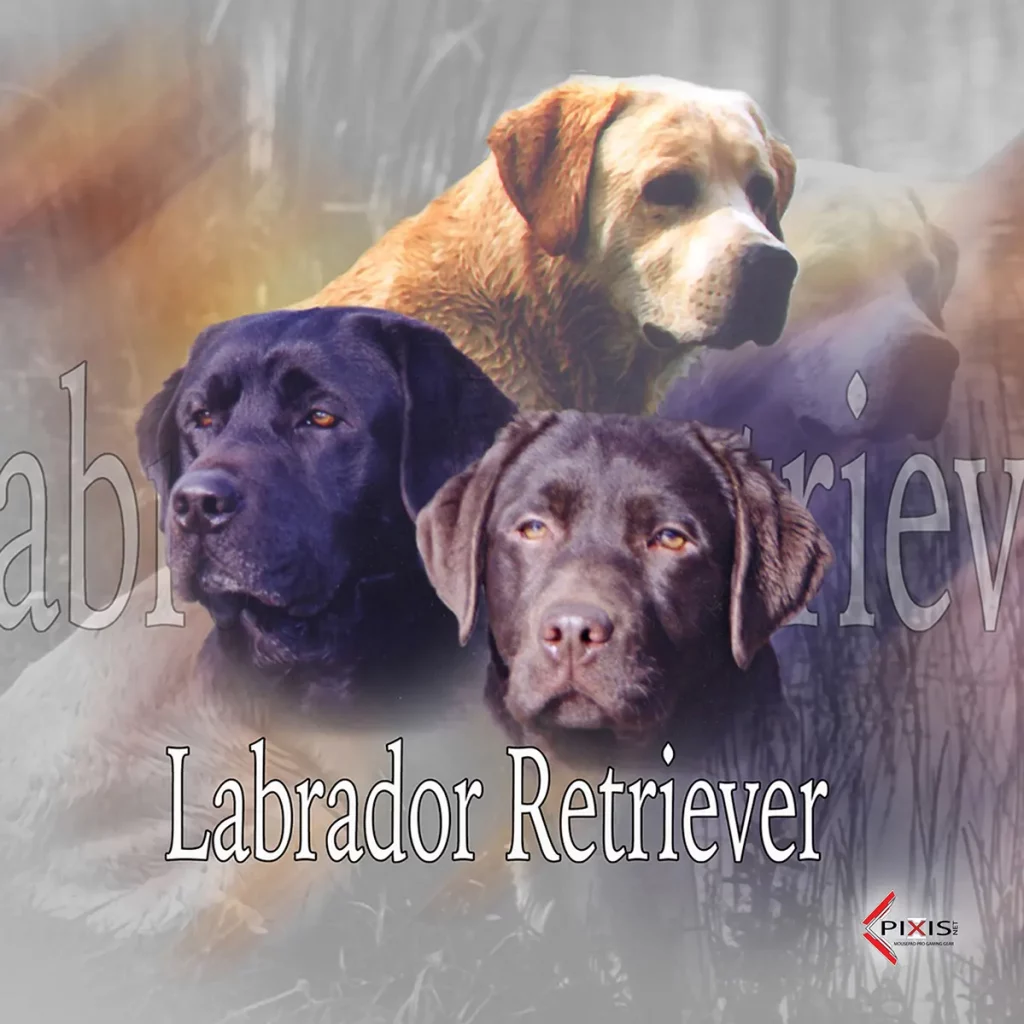 plaque attention chien labrador