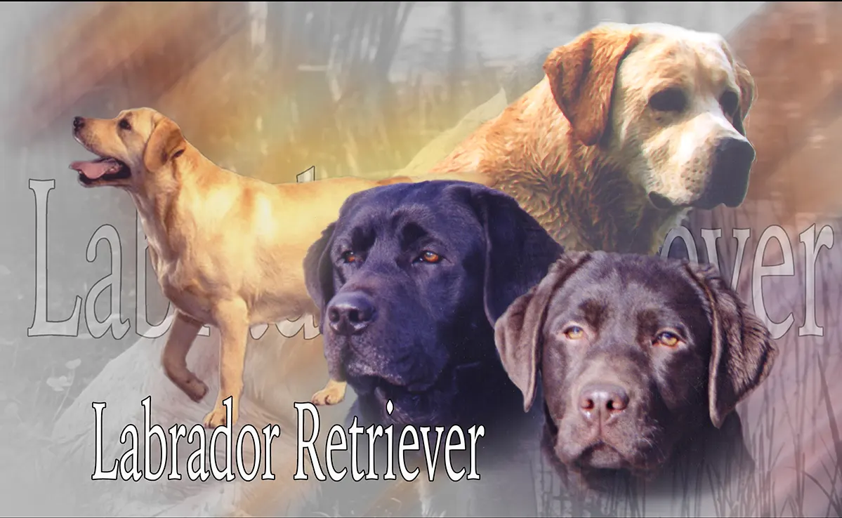 Labrador