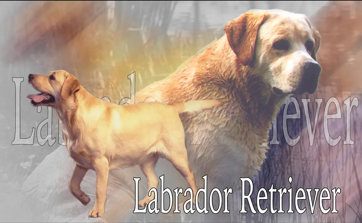Labrador