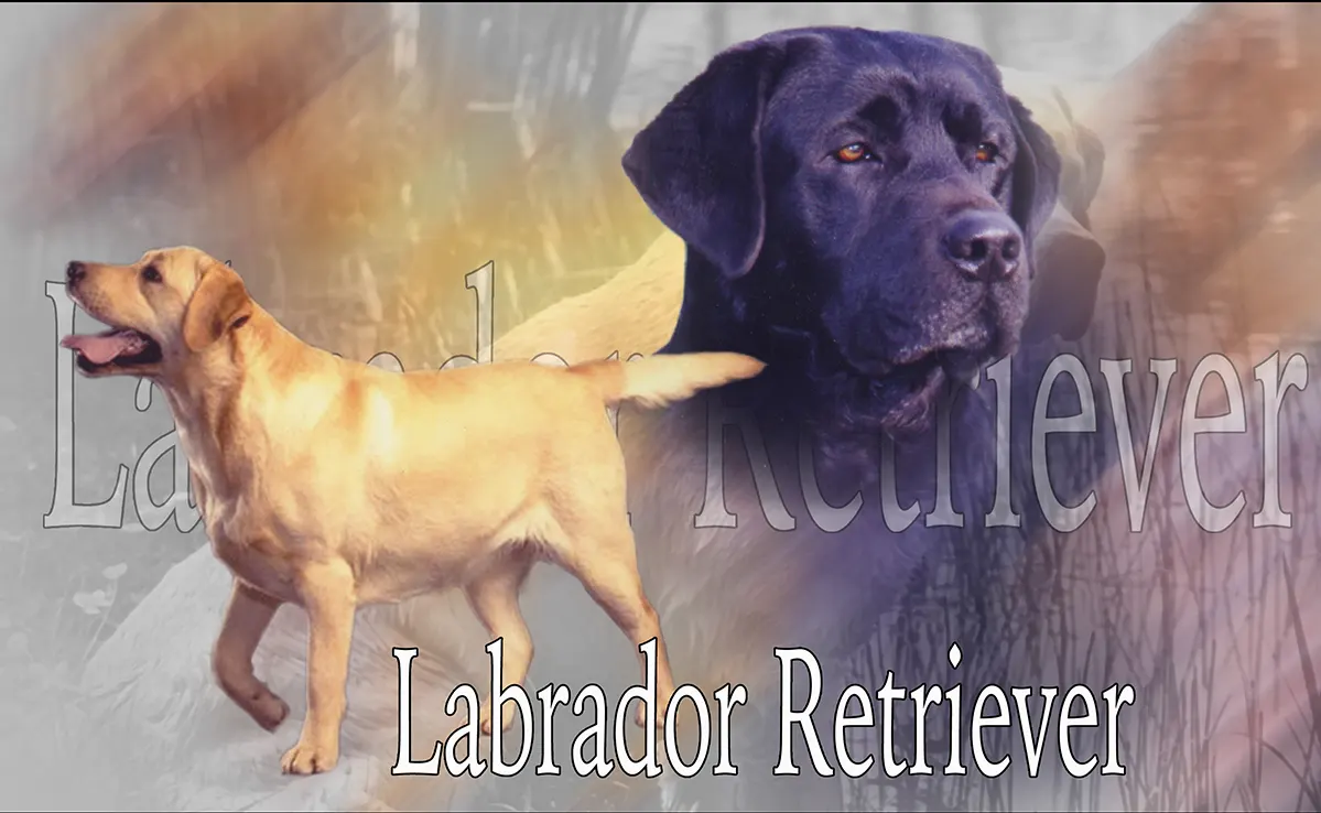 Labrador