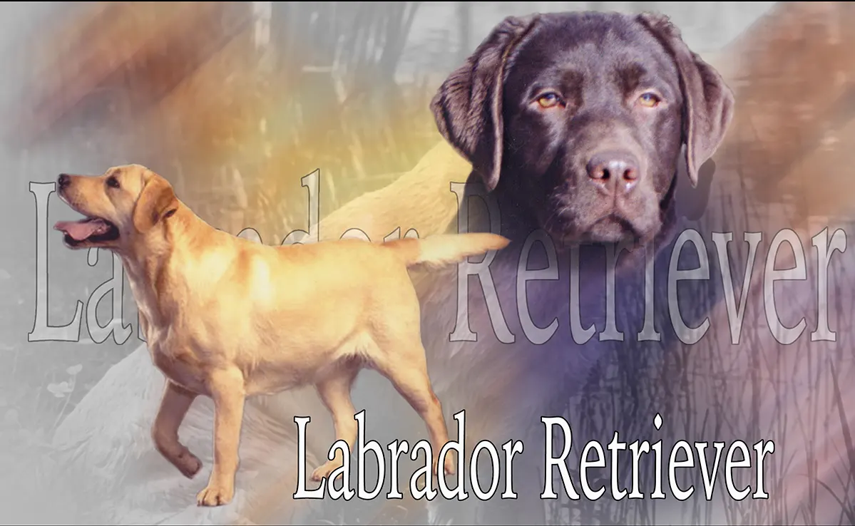 Labrador
